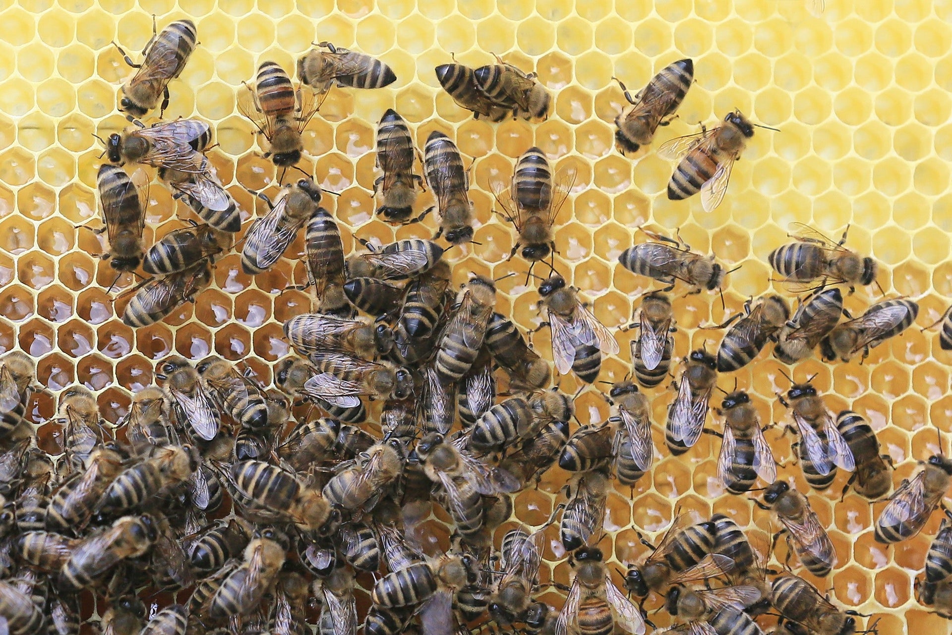 Load video: A little intro to our Bee Family